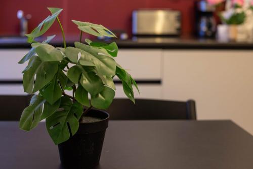 Beethoven Super emplacement vieille ville