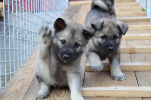 two puppies are sitting next to a cage at Leilighet på gård in Sauland