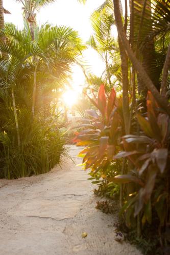 a pathway with palm trees on a beach at Café Jeri Hotel - Adults Only in Jericoacoara