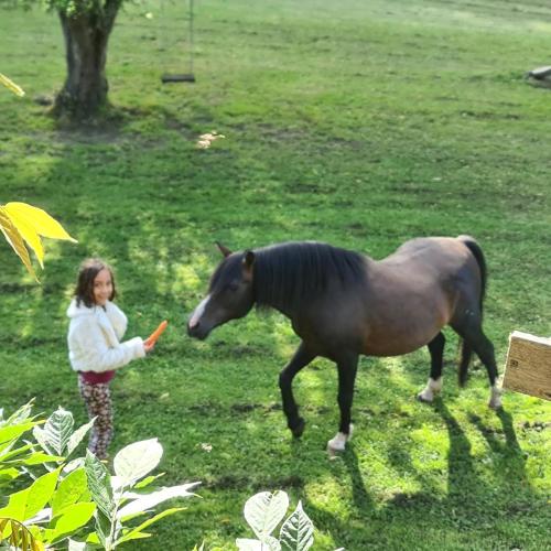 a woman holding a carrot next to a horse at The Hammock in Moondarra