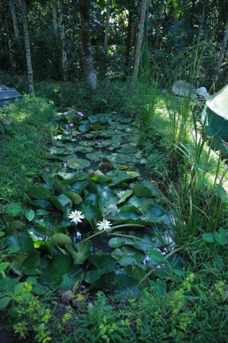 a lily pond with white flowers and lily pads at SpiceBuds FarmStay - Ramakkalmedu in Idukki