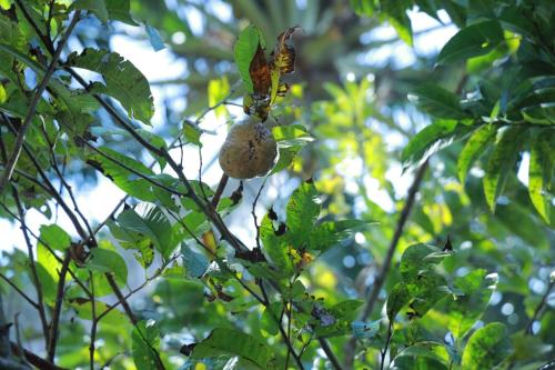 a bird perched on a tree branch with a fruit at SpiceBuds FarmStay - Ramakkalmedu in Idukki