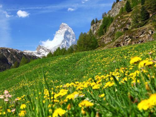 a field of yellow flowers with a mountain in the background at Apartment Breithorn by Interhome in Zermatt