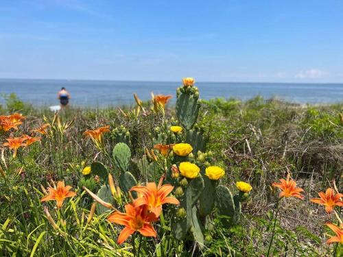 Studio on the Bay. – Photos 4