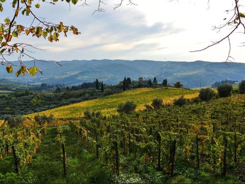 a vineyard in a field with mountains in the background at Holiday Home Lucolena by Interhome in Lucolena in Chianti