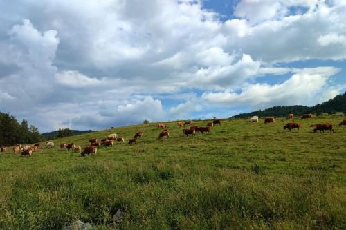 a herd of cattle grazing in a grassy field at Lepiej trafić nie mogliście in Mieroszów