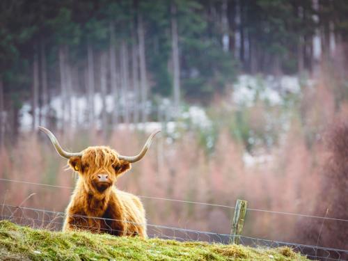 a brown bull sitting on a hill next to a fence at Divach Lodge at Lochletter Lodges in Drumnadrochit