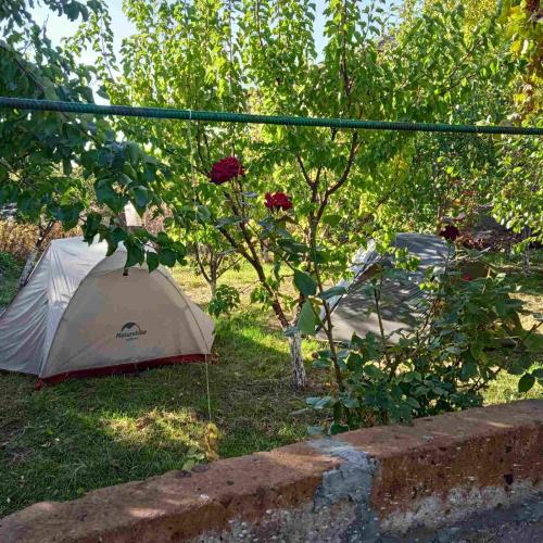 a white tent sitting in the grass next to a tree at Our Village in Ashtarak