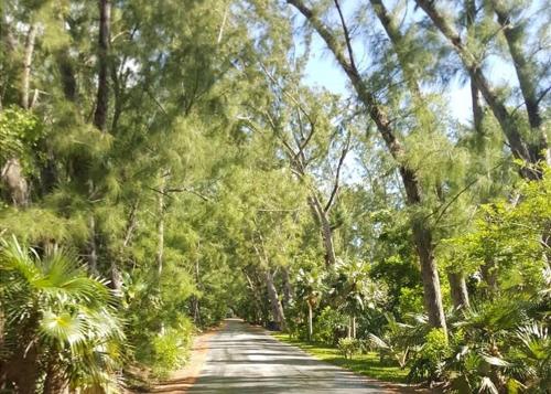 a dirt road with trees on the sides of it at Coriolana home in Savannah Sound