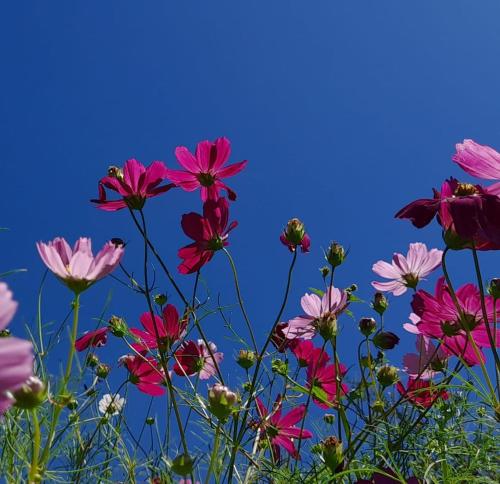 a field of pink flowers against a blue sky at La Flor del Camino Posada in Tanti