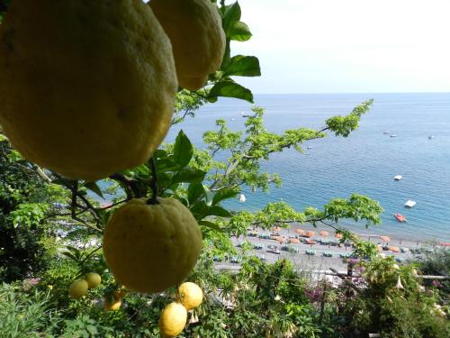 a bunch of lemons hanging from a tree with a beach at La Dolce Vita a Positano boutique hotel in Positano