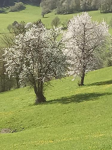 two trees in a field of green grass at Apartment Weintraube in Rohr im Gebirge
