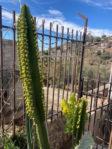 a large green cactus next to a fence at Friendly loft in Ensenada