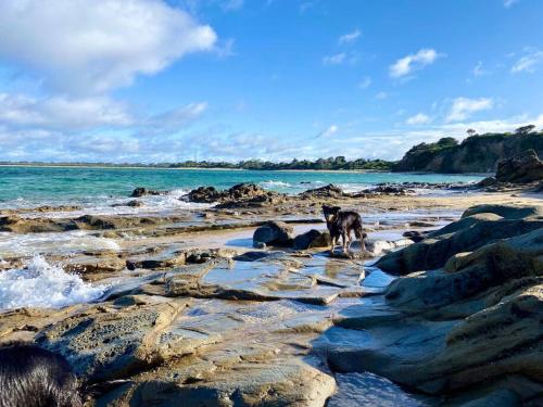 a dog walking on the rocks on the beach at Salty Paws Dog Friendly Luxe Cottage in San Remo