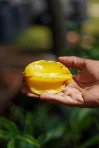 a person holding a piece of food in their hand at The Riverstone Agro Farm in Vajapūr