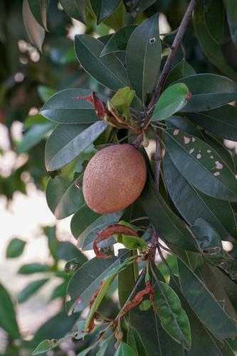 a peach hanging from a tree with leaves at The Riverstone Agro Farm in Vajapūr