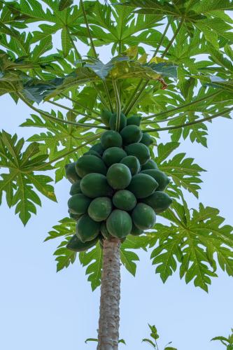 a bunch of green bananas hanging from a tree at The Riverstone Agro Farm in Vajapūr