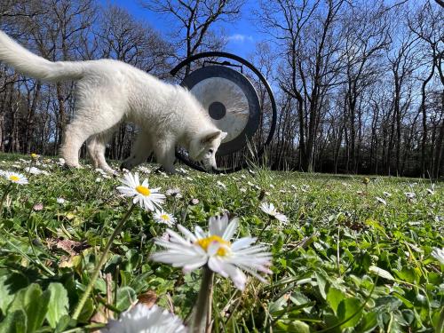 a white cat walking in a field of flowers at Villa de l’Eguille in LʼÉguille