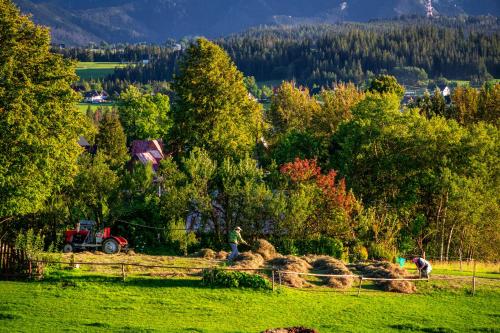 a group of animals in a field with a tractor at Willa Paula in Ząb