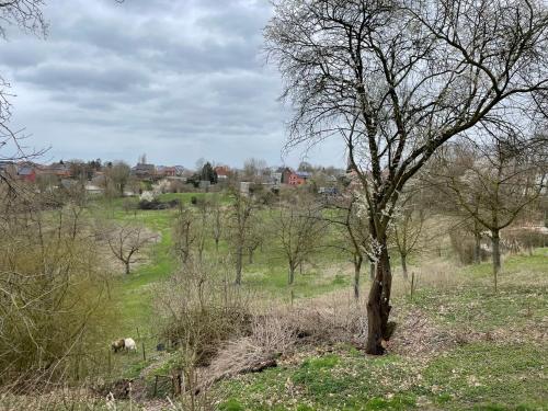a tree in a field with a horse in the distance at Ca'Triz in Borgloon