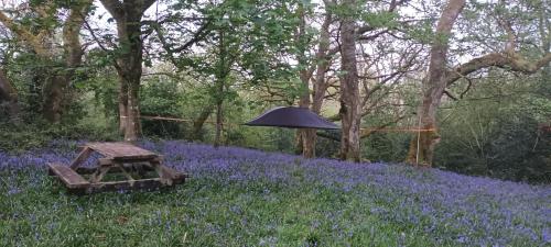 a black umbrella in a field of purple flowers at Henllys Estate B and B in Llandovery