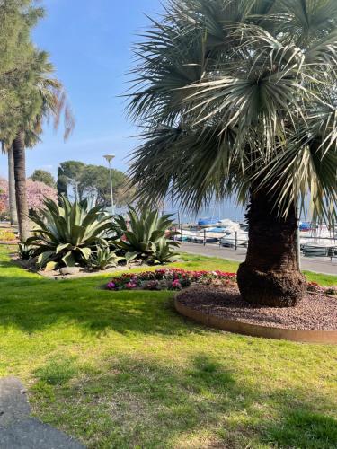 uma palmeira num parque com flores em Appartamento Winterland 10 em Muralto