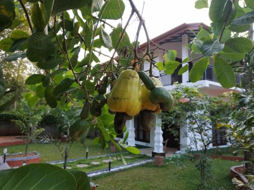 a bunch of bananas hanging from a tree at Sigiriya Cashew Palace Resort in Sigiriya