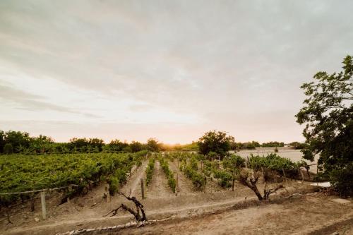 a vineyard with trees and a river in the background at Hotel Fundo El Arrabal in Ica