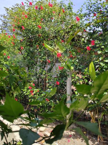 a bush with red flowers in a garden at Alba House in Puerto Jiménez