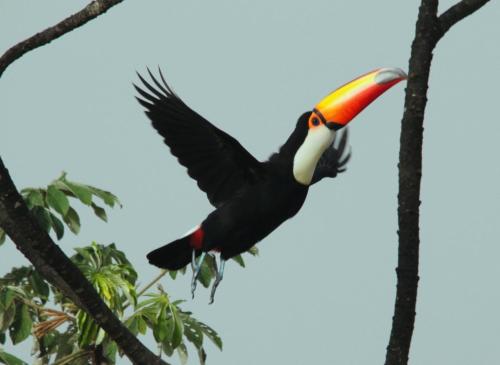 a toucan perched on a tree branch at Hotel Chapadao Da Canastra in São Roque de Minas