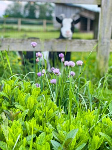 a cow standing behind a fence with purple flowers at Penzion Na Stodolci in Chřibská