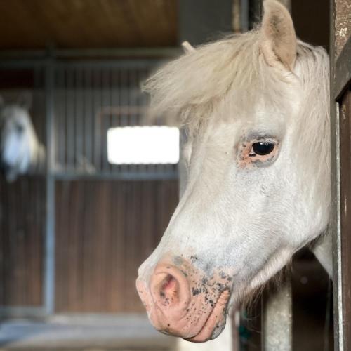 a white horse is looking out of a stable at Penzion Na Stodolci in Chřibská