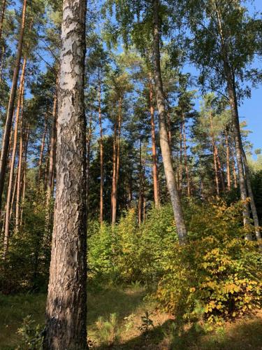a group of trees in a forest at Ublik Stacja in Ublik