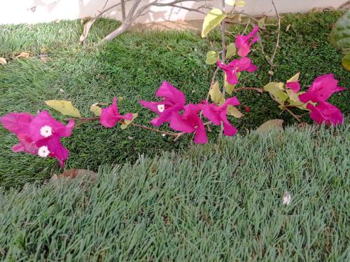 a group of pink flowers in the grass at Hotel Delphin-Nouadhibou in Nouadhibou