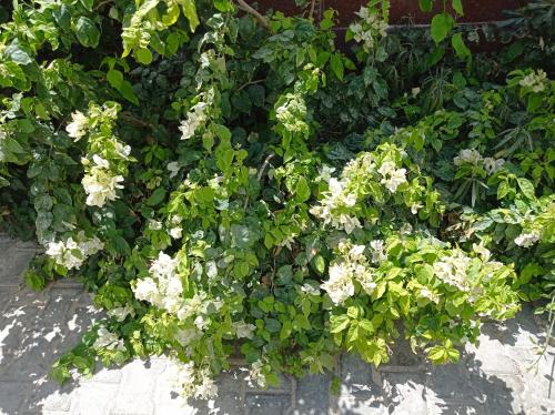 a group of white flowers in a garden at Hotel Delphin-Nouadhibou in Nouadhibou