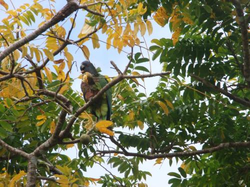 a bird perched on top of a tree branch at Belle Etoile - Celestial Hideaway in Soufrière