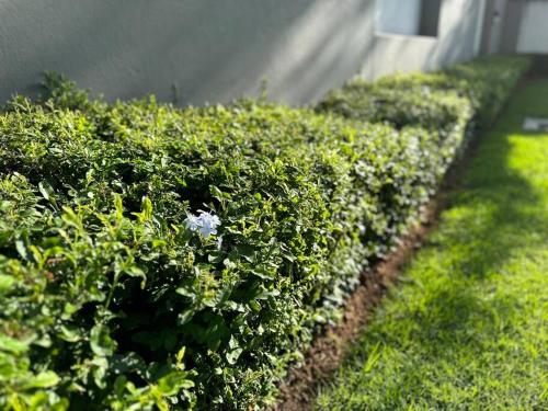 a row of bushes with a flower in the middle at D&DLuxury Rivonia Apartments with inverter in Johannesburg