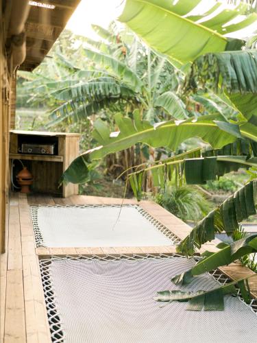 a garden with large green plants in a building at Ecolodge Anacardier - cabanon luxe pleine nature in Saint-François