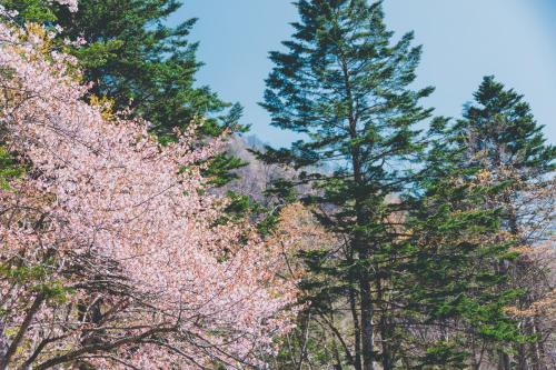 a group of trees with pink flowers at Okujozankei Onsen Kasho Gyoen in Jozankei