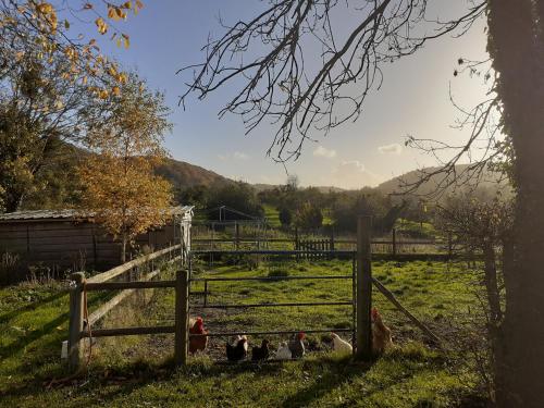 un groupe de poulets dans un champ derrière une clôture dans l'établissement Maison d'hôtes indépendante à la campagne, à Ablon