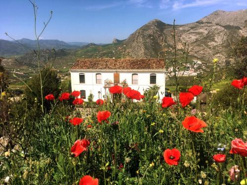 a field of red poppies in front of a white house at La Sorpresa in Valle de Abdalagís