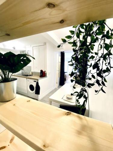 une cuisine avec une plante suspendue au plafond dans l'établissement *L’appart d’Éden* au coeur de vichy, à Vichy