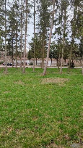 a group of trees in a field with green grass at Biernat s.j. 