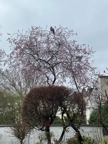 Gambar di galeri bagi Appartement am Teich di Krefeld