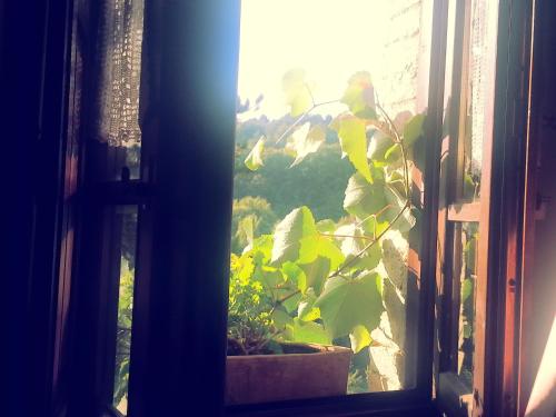 an open window with a plant in a pot at Agriturismo Santa Giusta in Poggio San Lorenzo