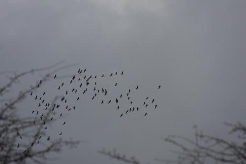 a flock of birds flying in the sky at Les Sources de La Nive in Esterençuby