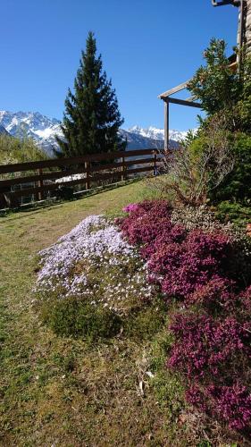 a garden with purple and white flowers and a fence at Casa delle Rose in Teglio