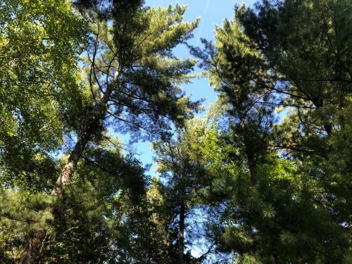 a group of pine trees looking up into the sky at Chalet Sous Les Pins in Les Éboulements