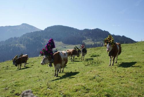 a group of horses and cows on a hill with flowers on their backs at Leitnerhof in Niederau
