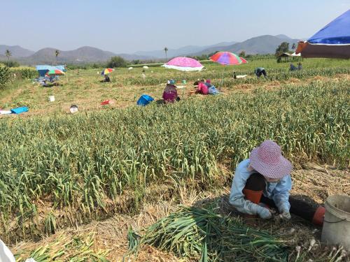 a young child sitting in a field of grass at Hello countryside in Ban Khang Hong Tai